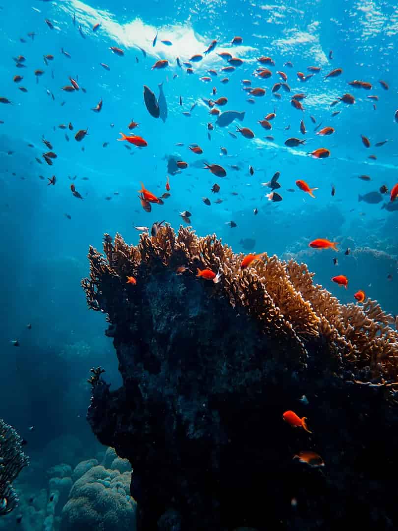 Underwater Red Sea coral reef with vibrant marine life