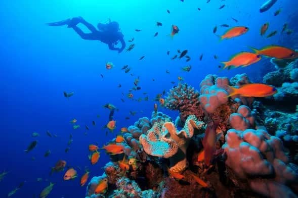 Red Sea Diving & Snorkeling: Marsa Alam to Hurghada Guide