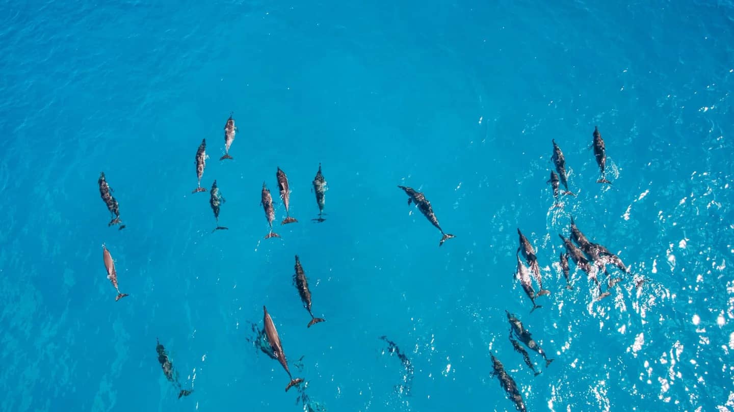 Dolphin House Hurghada 2026: Ethical Snorkel Guide