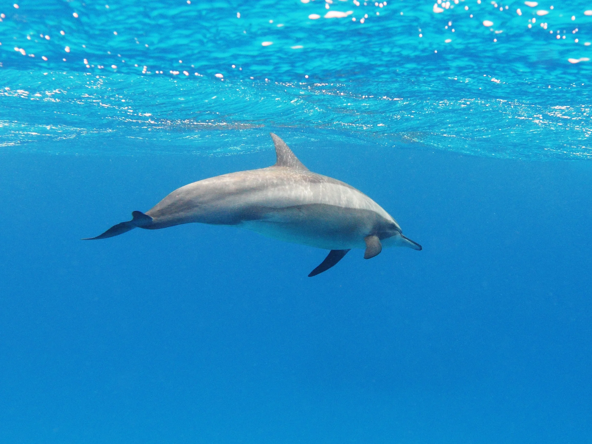 Hurghada Dolphin Encounters: Ethical Guide for 2025