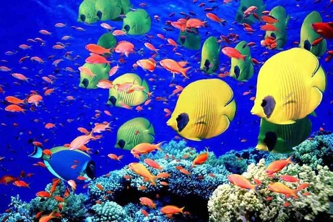 Red Sea Snorkeling Tips for Hurghada and Giftun Reefs