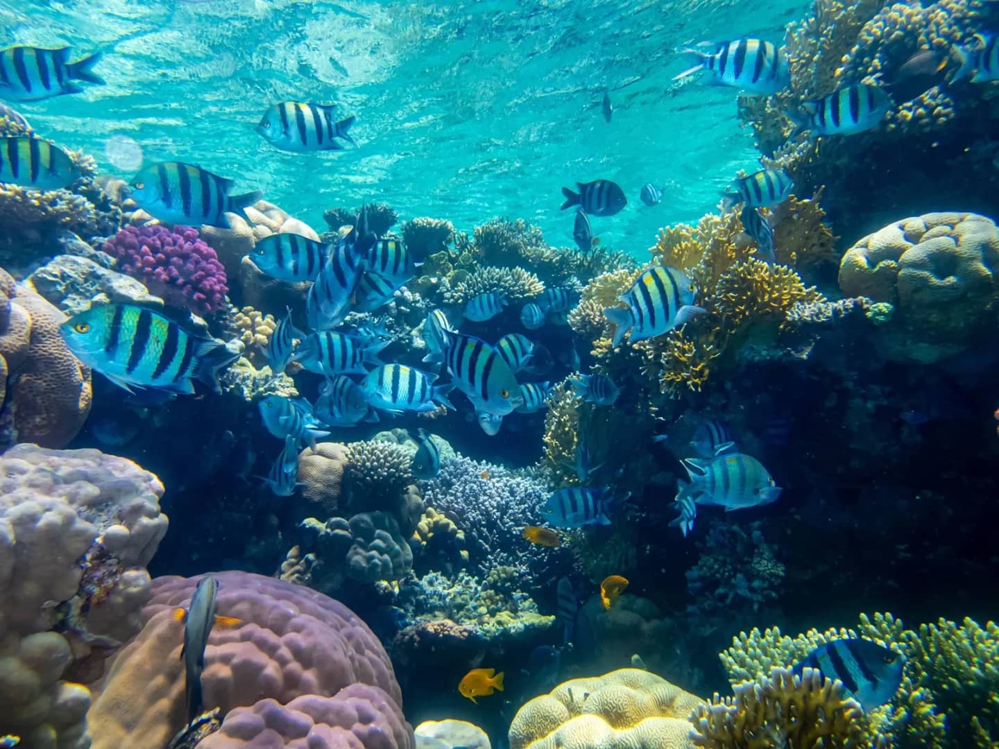Best Time to Visit the Red Sea 2026: Weather; Visibility; and Crowds