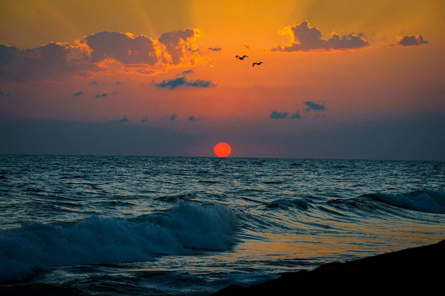 Observation des oiseaux en mer Rouge : meilleurs sites et oiseaux migrateurs