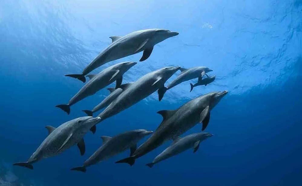 Dolphin House - Top attraction in Red Sea region