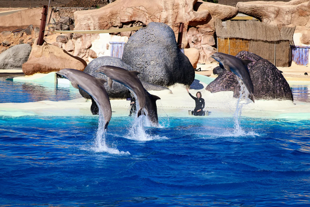 Dolphin World