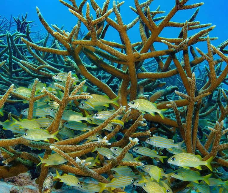 Orange Bay snorkeling
