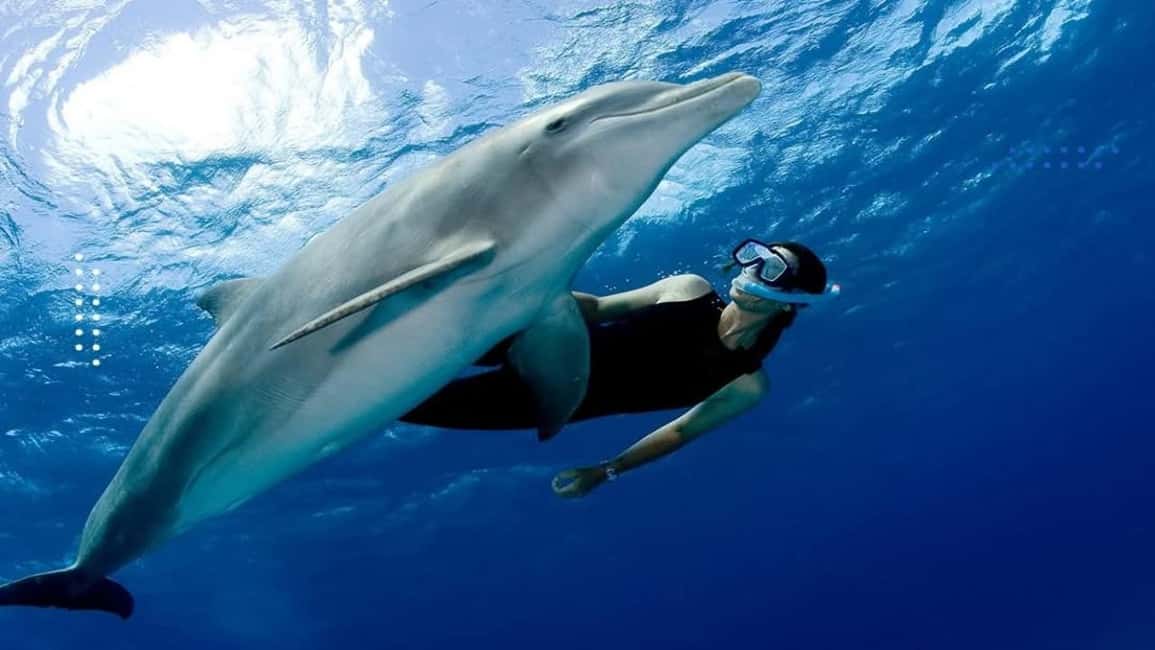 Orange Bay coral reef