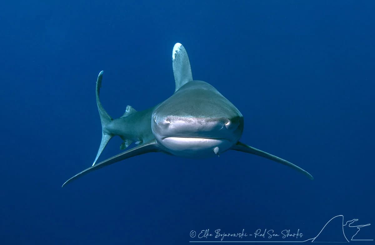 Red Sea Marine Wildlife Safety: Real Risks for 2025