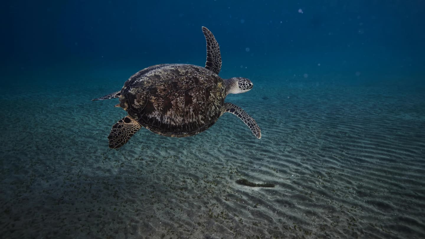 Marsa Alam, Egypt - Captivating underwater view of a sea turtle gliding in marsa alam, red sea.