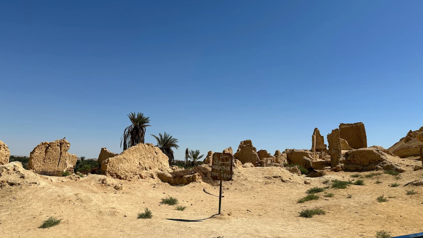 Safaga, Egypt - Desert landscape with rocks and a palm tree