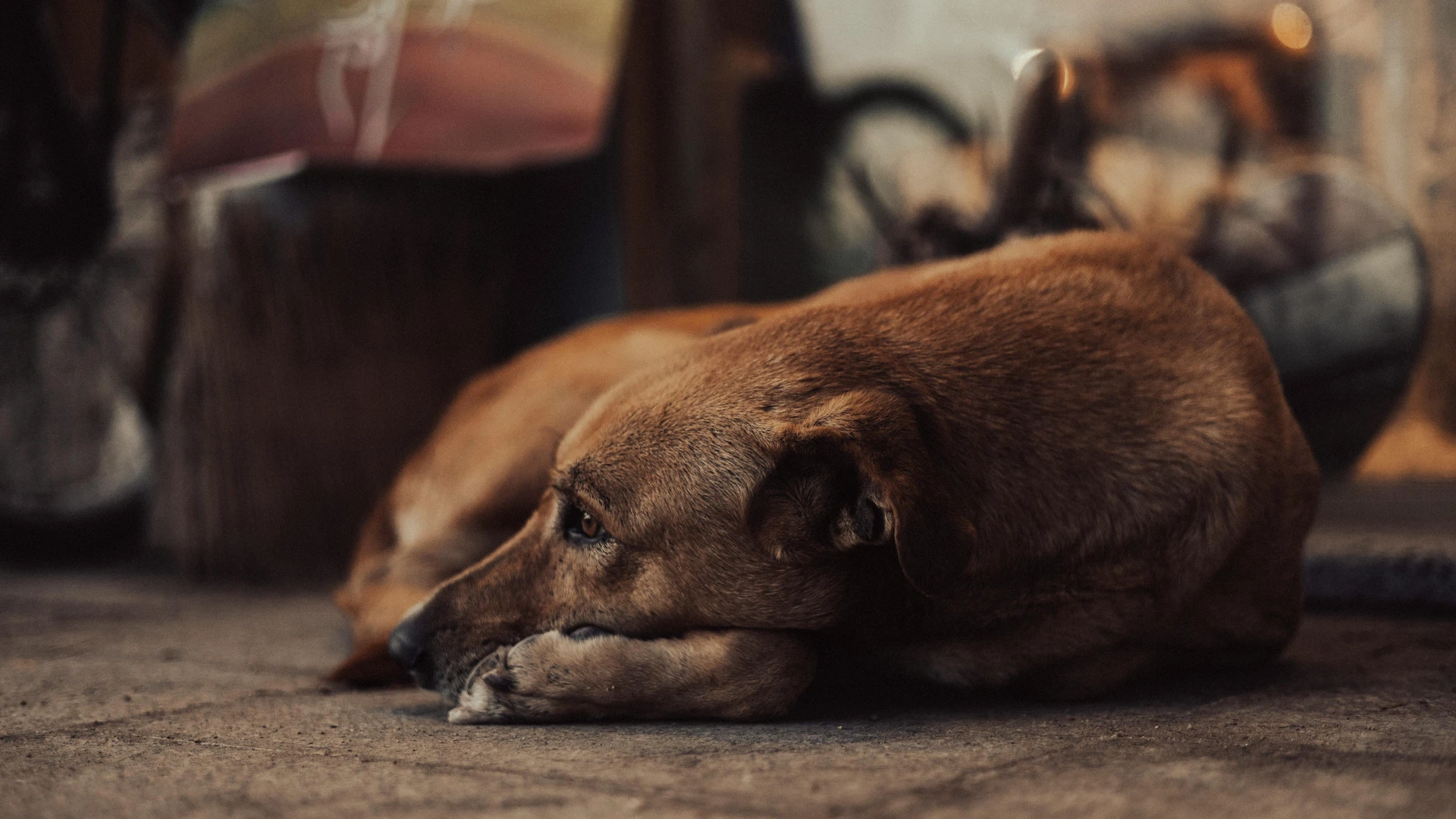 South Sinai, Egypt - Serene moment of a stray dog lounging outdoors in dahab, capturing urban life.