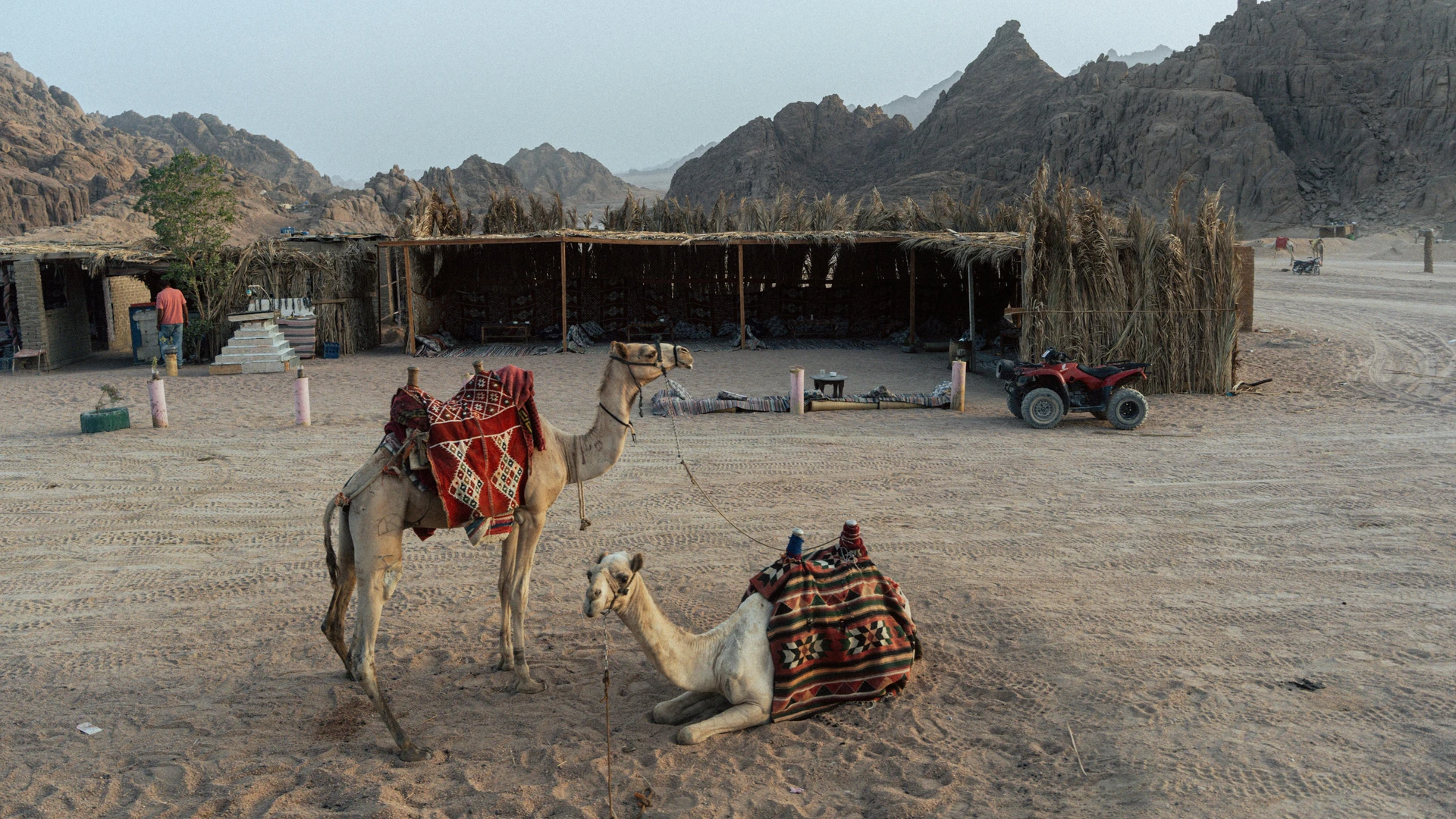 South Sinai, Egypt - Two camels resting with traditional saddles in the arid deserts of sharm el-sheikh, egypt.