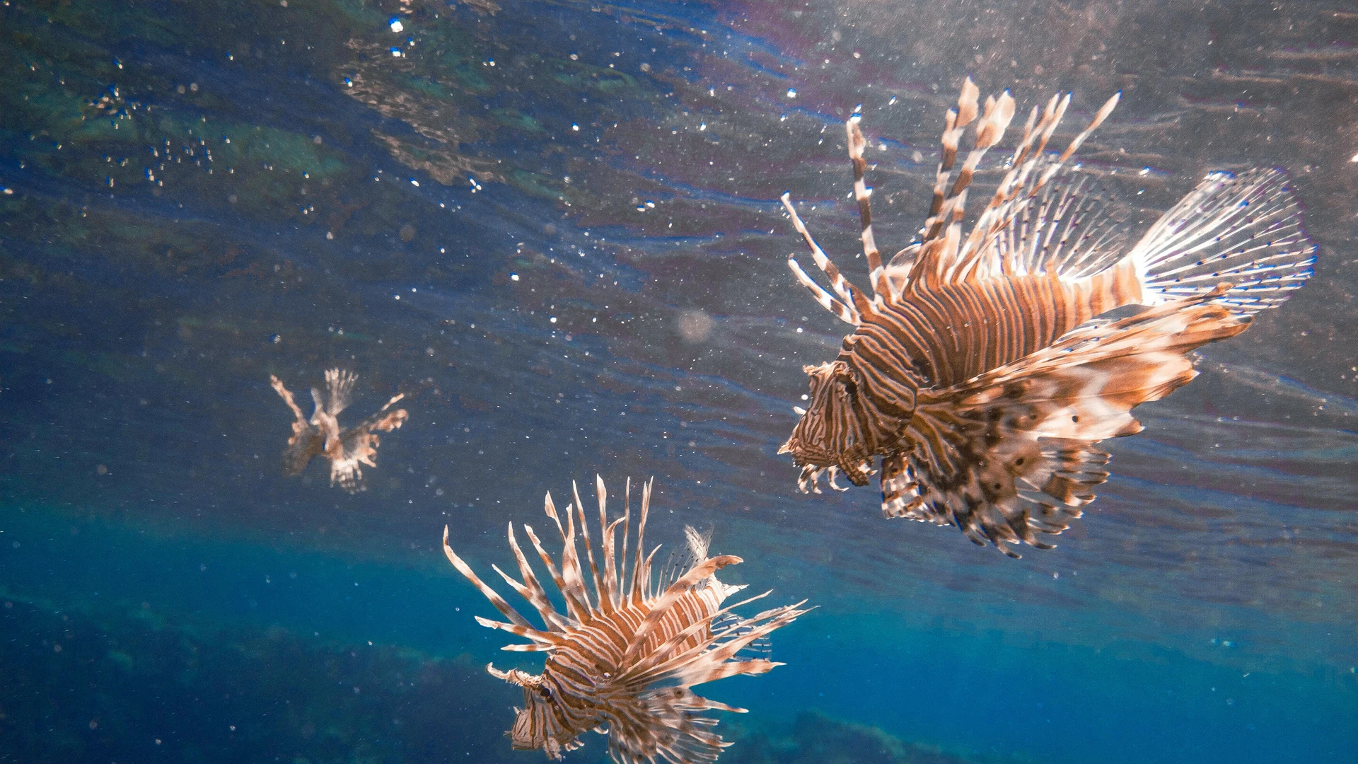 South Sinai, Egypt - Close-up of lionfish swimming near a coral reef in the red sea, showcasing their distinctive striped patterns.