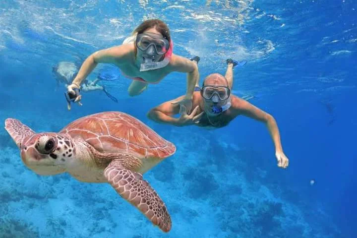 Turtle swims