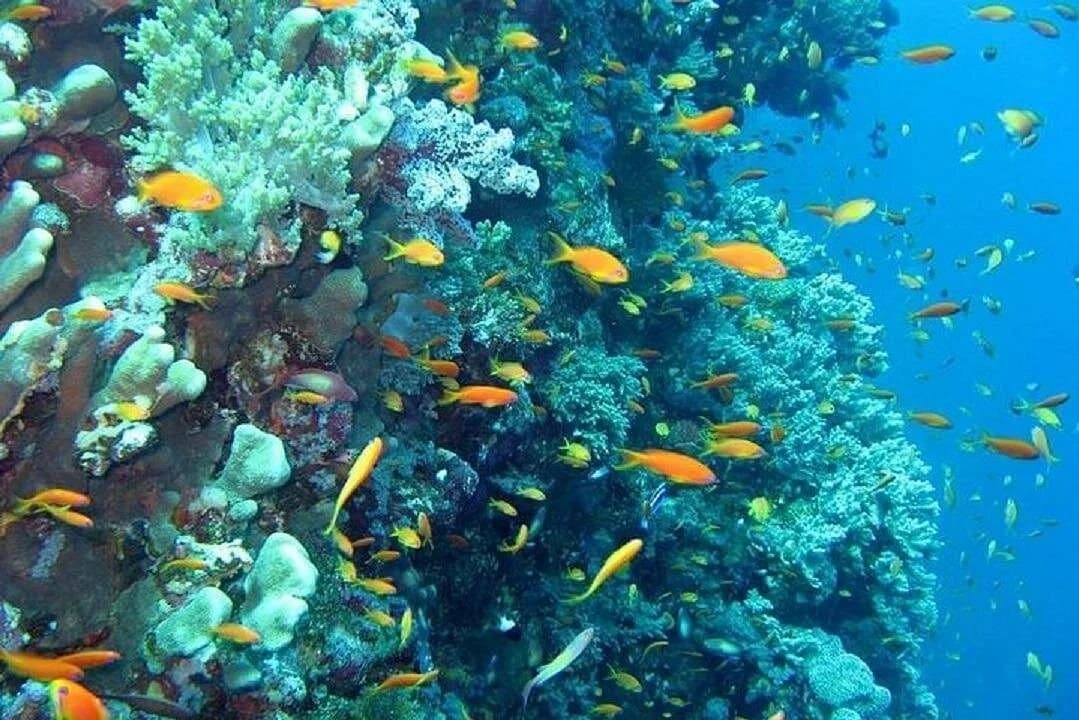 amazing hula hula island trip parasailing lunch hurghada - Image 6