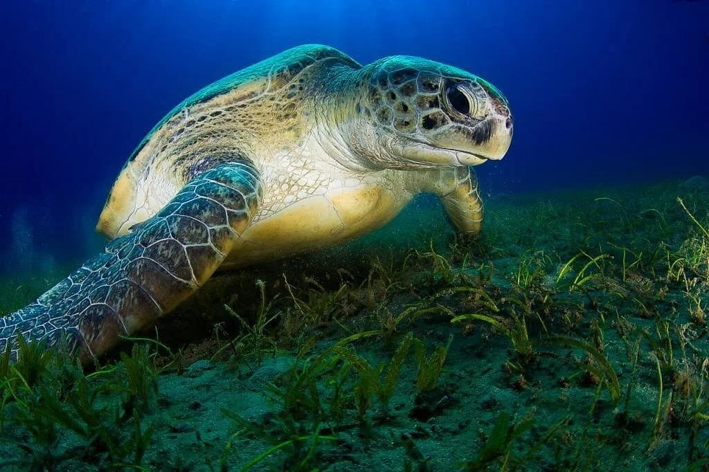 coral garden - Image 3