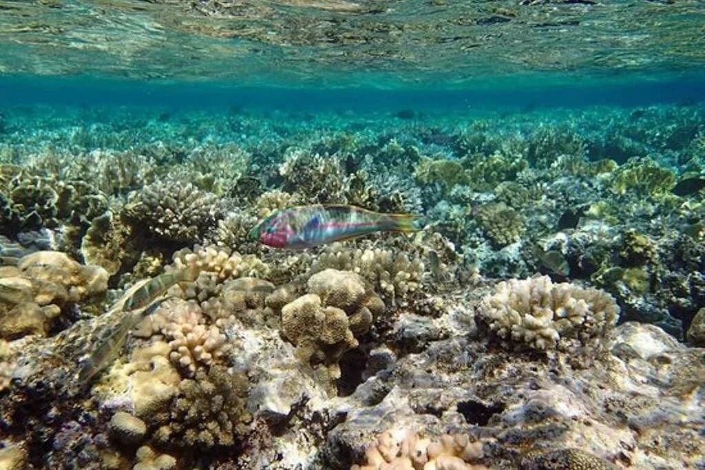 coral garden - Image 5