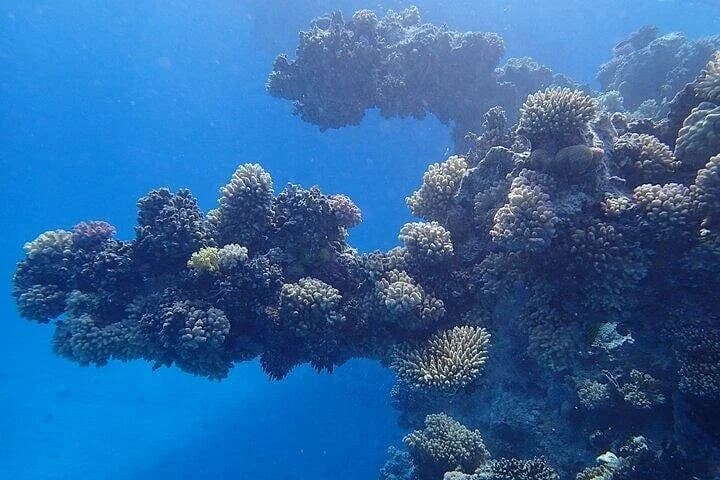 coral garden snorkeling from masa alam - Image 5