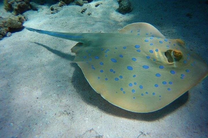 coral garden snorkeling from masa alam - Image 6