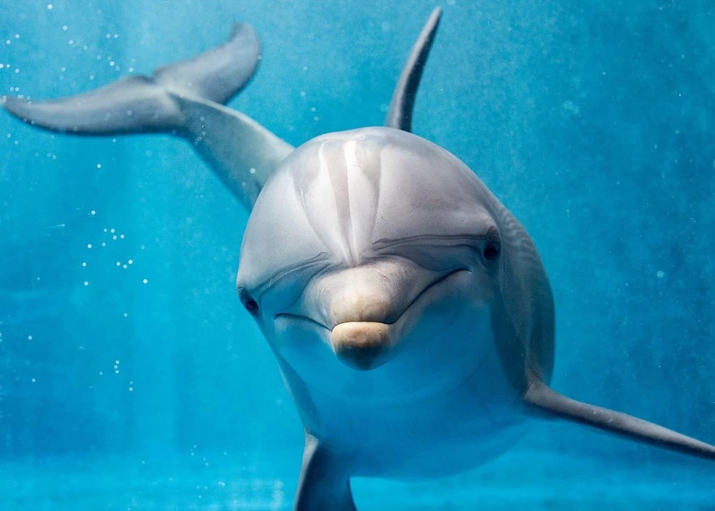 Hurghada: Dolphin House snorkelling & water sports