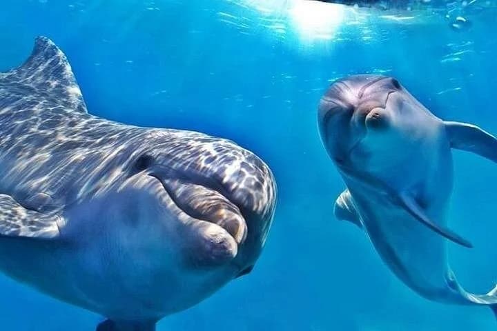 dolphin house samadai reefs boat trip from marsa alam - Image 2