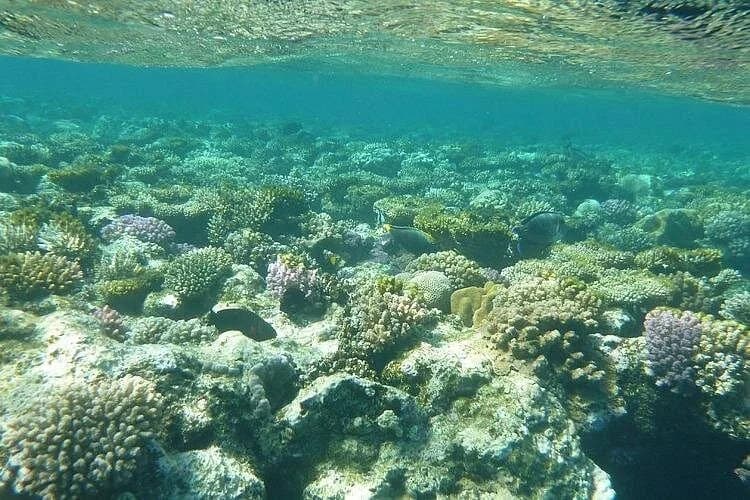 dolphin house samadai reefs boat trip from marsa alam - Image 5