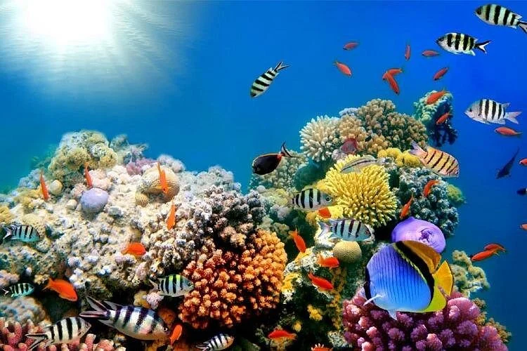 full day hurghada boat trip snorkeling and lunch included - Image 3