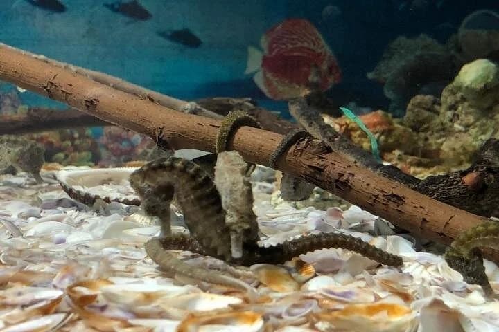 grand aquarium hurghada - Image 3