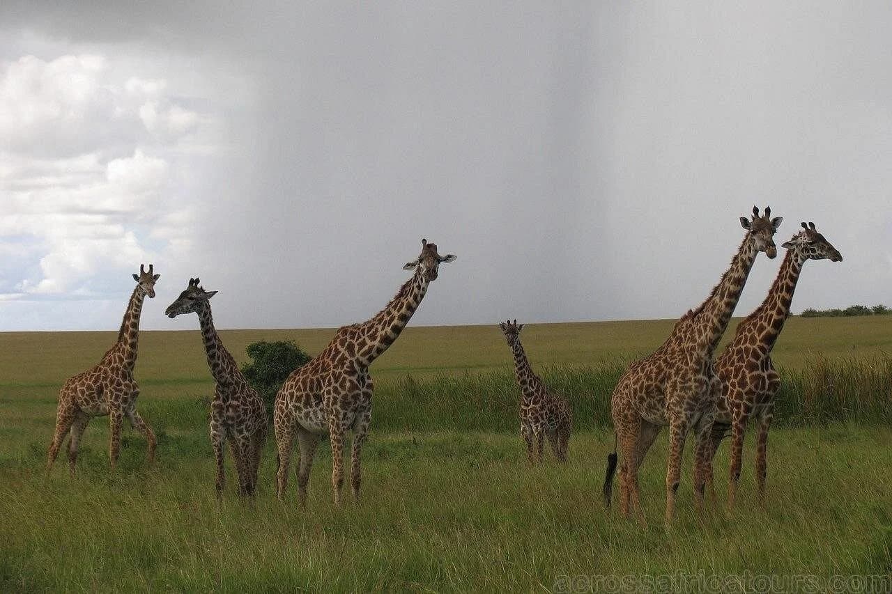 luxury maasai mara fly package 3 days - Image 2
