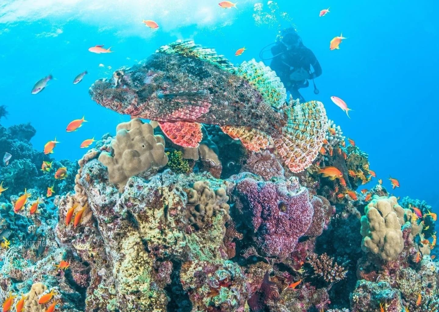 marsa alam semi submarine coral viewing tour snorkeling - Image 5