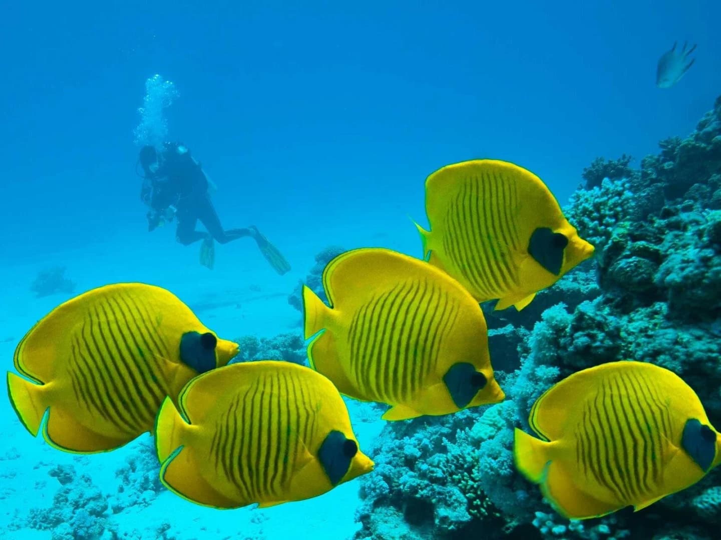 marsa alam semi submarine coral viewing tour snorkeling - Image 6