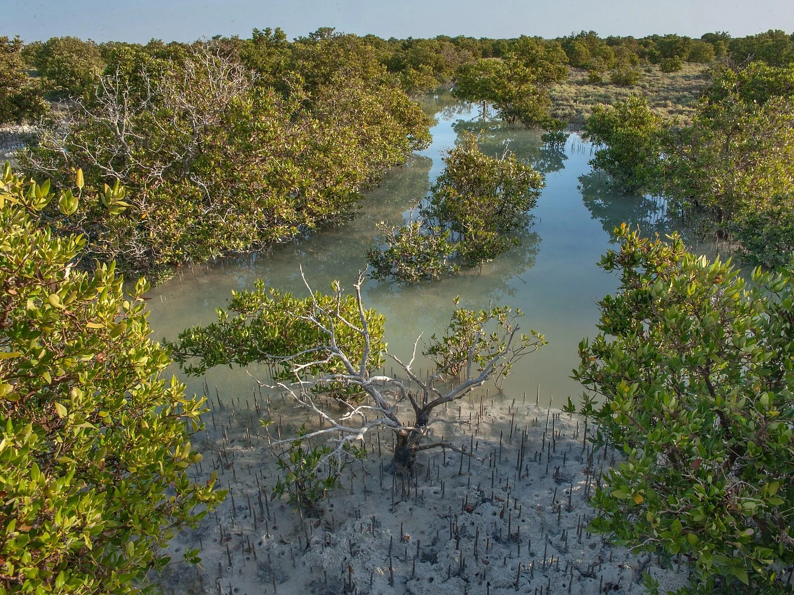 north qatar guided expedition to nature charms - Image 3