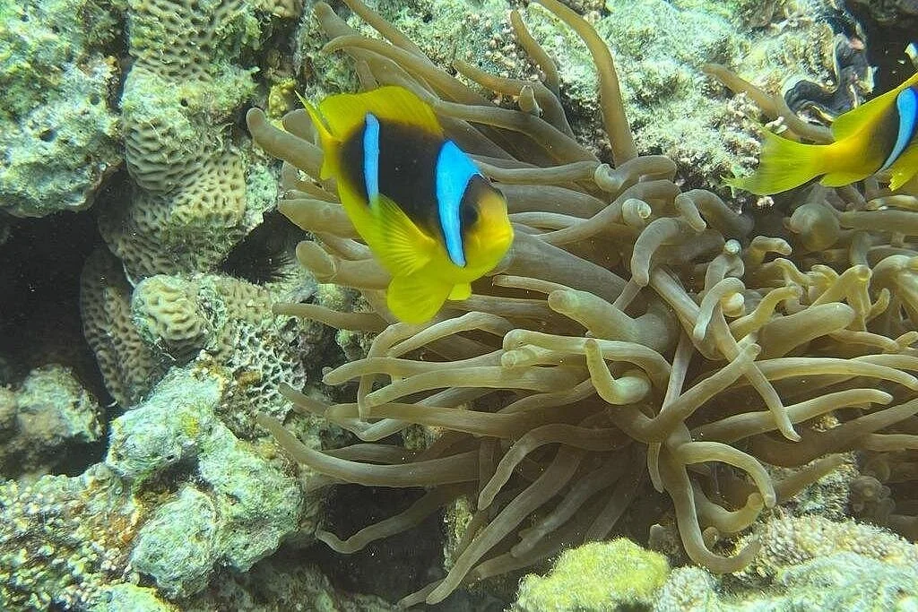 paradise and orange bay islands boat trip from marsa alam - Image 5