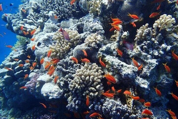 sataya dolphin house snorkel from marsa alam - Image 2