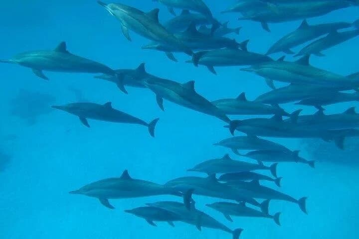 sataya dolphin house snorkel from marsa alam - Image 5