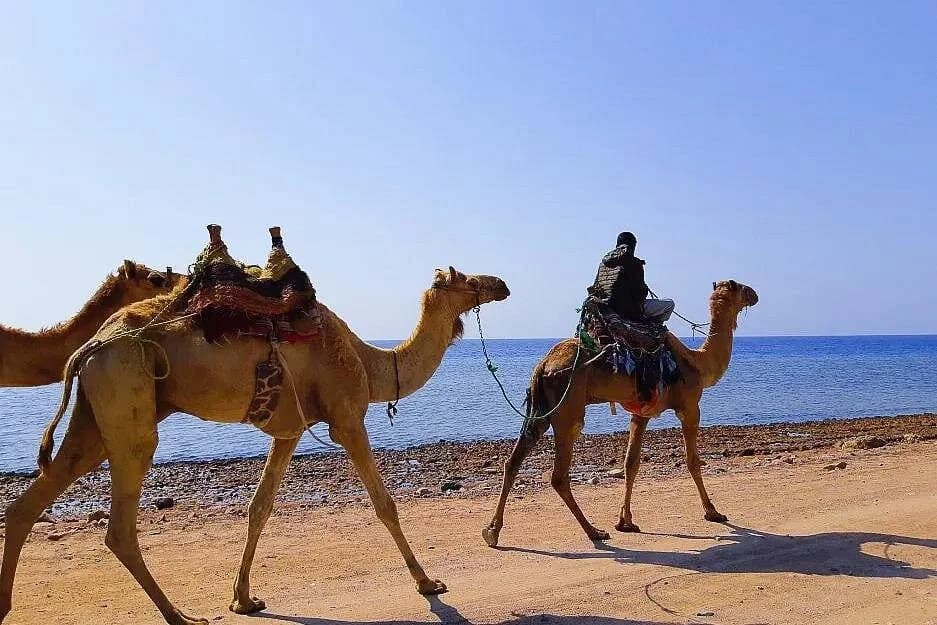 sunrise camel riding desert and sea in marsa alam - Image 5