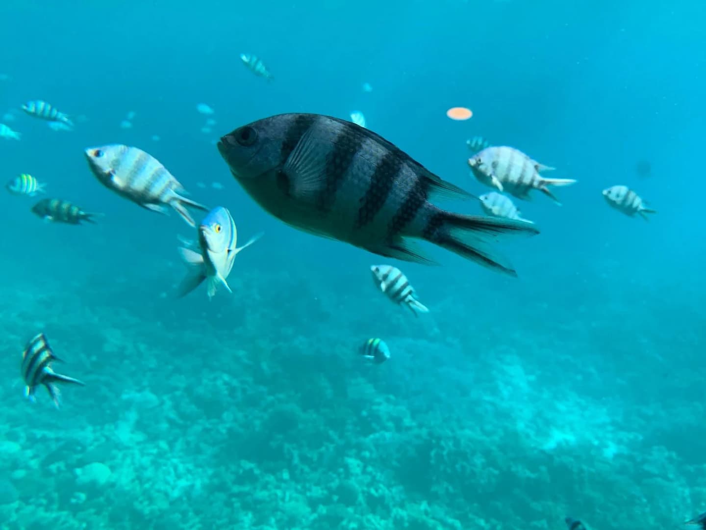 trip on a glass bottom boat from hurghada - Image 3