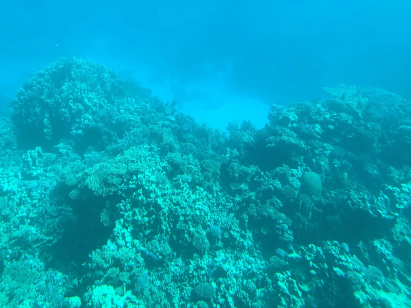 trip on a glass bottom boat from hurghada - Image 5