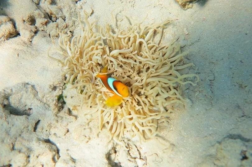 zaina beach camp day trip with lunch - Image 2