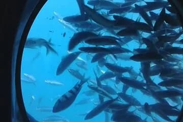 Semi-Submarine Tour and Snorkeling Hurghada - Image 4