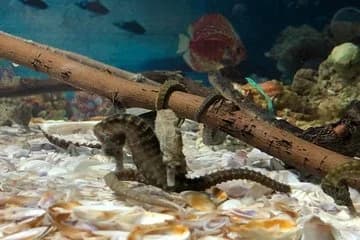 Grand Aquarium Hurghada - Image 3