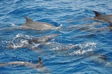 Dolphin tour from El Gouna - Image 3