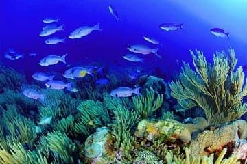 Try your Intro diving in Hurghada - Image 2