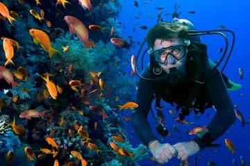 عرض كل الصور