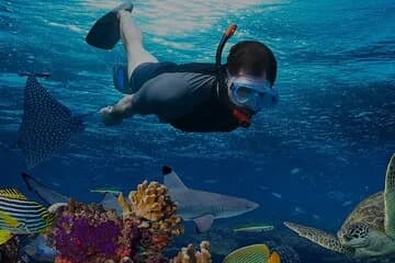 Spend the day snorkeling - Image 2