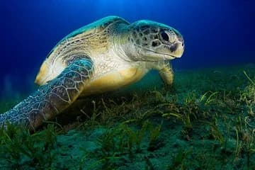 Coral Garden - Image 3