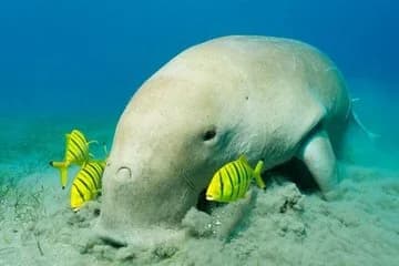 Coral Garden - Image 4