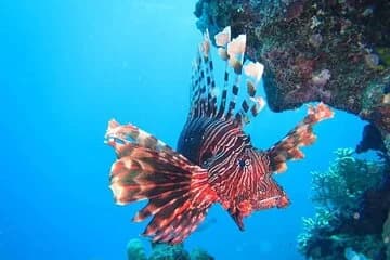 Hurghada Snorkeling Trip to Orange Bay Island - Image 2