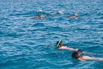 Doiphin Trip With Banana Boat vip - Image 1