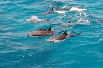 Doiphin Trip With Banana Boat vip - Image 2